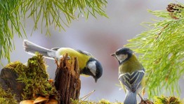 Экологический час «День синицы»