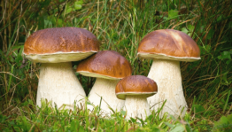 Урок–путешествие «В царстве грибов»