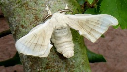 Экскурсия по вредителям леса