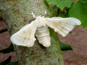 Экскурсия по вредителям леса