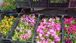 Игровая программа «Цветик семицветик!»