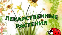 «Целебное лукошко»