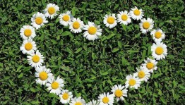 «Ромашковое настроение»