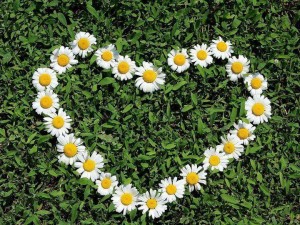 «Ромашковое настроение»