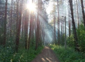 Эстафета «День тропы здоровья»