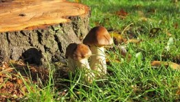 Спортивно–игровая программа «Раз грибочек, два пенечек»