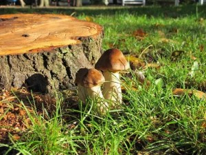 Спортивно–игровая программа «Раз грибочек, два пенечек»