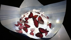 Букет из бабочек