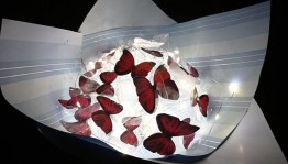 Букет из бабочек