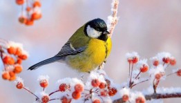 Познавательный час «Синичкин день»