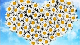 Праздничная программа «Я дарю тебе ромашку, вместе с ней любовь свою!».