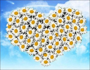 Праздничная программа «Я дарю тебе ромашку, вместе с ней любовь свою!».