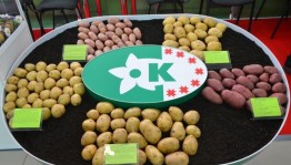 Выставки, конкурсы «Картошка-крошка»