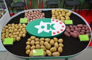Выставки, конкурсы «Картошка-крошка»