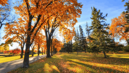 Экскурсия «Осенний лес»