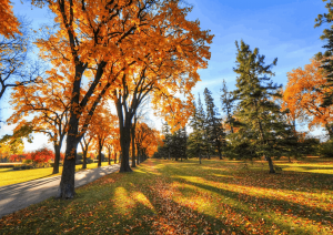 Экскурсия «Осенний лес»