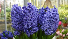 Мастер - класс «Гиацинты»
