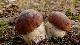 «Вот это гриб!»