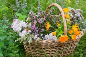 Круглый стол «Целебное лукошко»