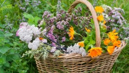 Круглый стол «Целебное лукошко»