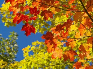 Концерт «Бабье лето»