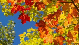 Концерт «Бабье лето»