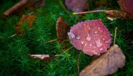 День работника леса