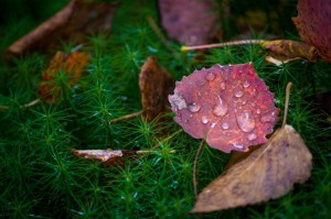 День работника леса