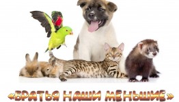 Познавательно-игровая программа «Наши меньшие друзья».