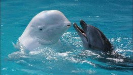 Познавательный час «Ангелы морских глубин»