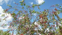 «Мир заповедной природы»: слайд-презентация, посвящённая природе Башкортостана