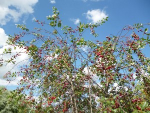 «Мир заповедной природы»: слайд-презентация, посвящённая природе Башкортостана