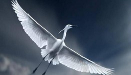 Час памяти «День белых журавлей»