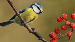 Литературно-экологическое лото «Синичкин календарь»