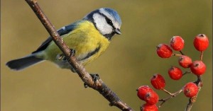 Литературно-экологическое лото «Синичкин календарь»