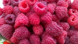 Беседа–игра «Чем полезен малина»