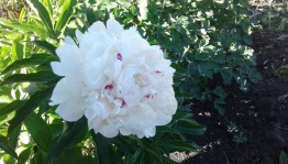 «Загадки живой природы»