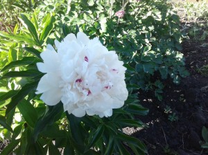 «Загадки живой природы»