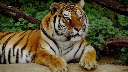 Международный день тигра