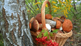 Мастер-класс «Дары леса»