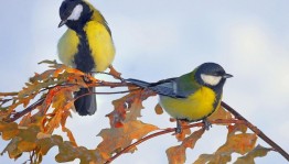 Экологический час «Синичкин день»