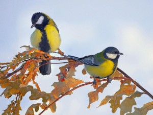 Экологический час «Синичкин день»
