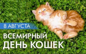 Всемирный день кошек