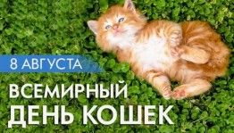 Всемирный день кошек