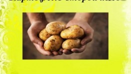 «Праздник картошки»