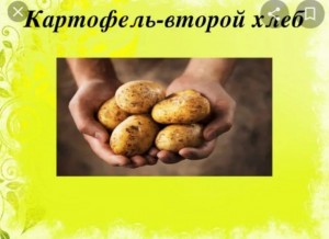 «Праздник картошки»