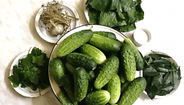 Мастер–класс «Соление Огурцов»