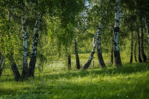 Программа «Малой– Родины страницы»