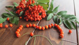 Мастер–класс «Бусы из рябины»