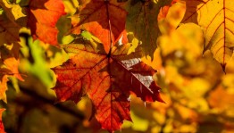 Мастер-класс «Бал цветов»